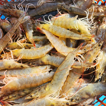 국내산 신안 탱글탱글 활 흰다리새우 500g~1kg