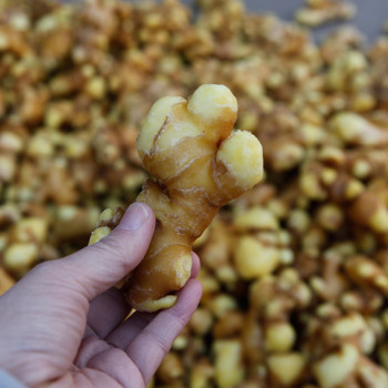 국내산 햇 흙 생강 특품 1kg 3kg 5kg